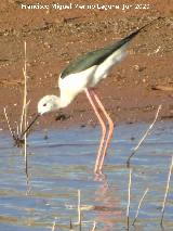 P�jaro Cig�e�uela - Himantopus himantopus. Pantano del Guadal�n - Vilches