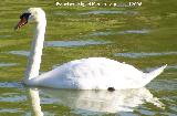Pájaro Cisne - Cygnus olor. Benalmádena
