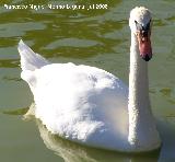 Pájaro Cisne - Cygnus olor. Benalmádena