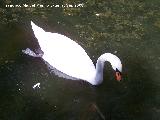 Pájaro Cisne - Cygnus olor. Córdoba