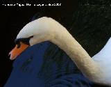 Pájaro Cisne - Cygnus olor. Córdoba