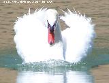Pájaro Cisne - Cygnus olor. La Beata - Valdepeñas