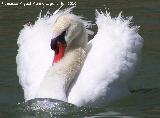 Pájaro Cisne - Cygnus olor. La Beata - Valdepeñas