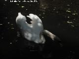 Pájaro Cisne - Cygnus olor. Zoo de Córdoba