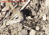 Escarabajo Tentyria - Tentyria sp. Peña de Martos - Martos