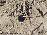 Escarabajo Tentyria - Tentyria sp. Peña de Martos - Martos