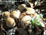 Hypholoma de láminas verdes - Hypholoma fasciculare. Río Quiebrajano - Jaén
