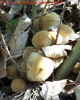 Hypholoma de láminas verdes - Hypholoma fasciculare. Río Quiebrajano - Jaén