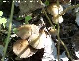 Hypholoma de láminas verdes - Hypholoma fasciculare. Río Quiebrajano - Jaén