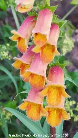 Dedalera obscura - Digitalis obscura. Fuente de la Bellota - Los Villares