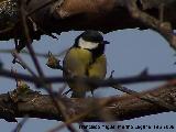 Pájaro Carbonero - Parus major. Baeza