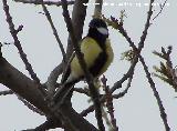 Pájaro Carbonero - Parus major. Baeza