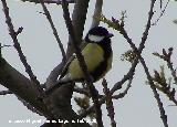 Pájaro Carbonero - Parus major. Baeza