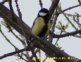 Pájaro Carbonero - Parus major. Baeza