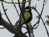 Pájaro Carbonero - Parus major. Baeza