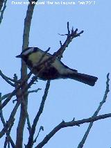Pájaro Carbonero - Parus major. Lagunillas - Los Villares