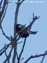 Pájaro Carbonero - Parus major. Lagunillas - Los Villares