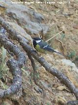 Pájaro Carbonero - Parus major. Prado Maguillo - Santiago Pontones