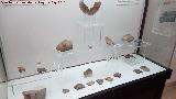 Museo Arqueolgico de Zuheros. Vitrina