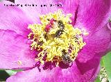 Escarabajo del sudario - Oxythyrea funesta. Cañada de las Hazadillas. Jaén