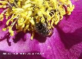 Escarabajo del sudario - Oxythyrea funesta. Cañada de las Hazadillas. Jaén