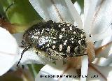 Escarabajo del sudario - Oxythyrea funesta. Cañada de las Hazadillas. Jaén