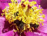 Escarabajo del sudario - Oxythyrea funesta. Cañada de las Hazadillas. Jaén