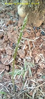 Esparraguera - Asparagus acutifolius. Esp�rrago. Poyato - Santisteban del Puerto