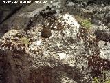 Poblado visigodo de El Castelln. Hueco de poste
