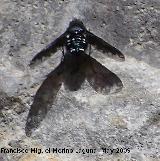 Mosca bómbix del sauce - Hemipenthes morio. Pitillos. Valdepeñas