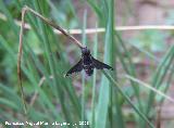 Mosca bómbix del sauce - Hemipenthes morio. Segura