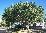 Jardín de cactus y suculentas. Arbol de los dedos