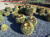 Jardín de cactus y suculentas. Cactus asiento de suegra