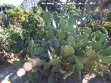 Jardín de cactus y suculentas. Cactus Chumbera
