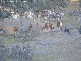 Ciervo - Cervus elaphus. Vereda de las Sepulturas - Andjar