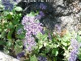 Flor de la viuda - Trachelium caeruleum. Fuente Castañeda - Valdepeñas de Jaén