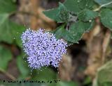 Flor de la viuda - Trachelium caeruleum. Las Chorreras Valdepeñas