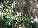 Flor de la viuda - Trachelium caeruleum. Las Chorreras Valdepeñas