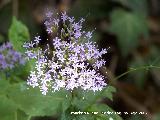 Flor de la viuda - Trachelium caeruleum. Las Chorreras Valdepeñas