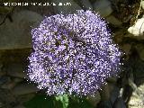 Flor de la viuda - Trachelium caeruleum. Los Cañones (Los Villares)