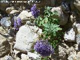 Flor de la viuda - Trachelium caeruleum. Los Cañones (Los Villares)