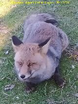 Zorro - Vulpes vulpes. Camino del Poyo de las Palomas - Quesada