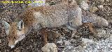 Zorro - Vulpes vulpes. Los Rasos - Peal de Becerro