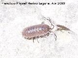 Cochinilla - Porcellio scaber. Jaén