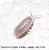 Cochinilla - Porcellio scaber. Jaén