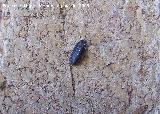 Cochinilla - Porcellio scaber. Jaén