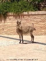 Cabra montesa - Capra pyrenaica. Jardín de los Baños - Alhama de Murcia