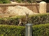 Cabra montesa - Capra pyrenaica. Jardín del Baño - Alhama de Murcia