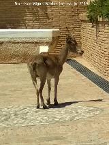 Cabra montesa - Capra pyrenaica. Jardín del Baño - Alhama de Murcia
