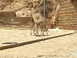 Cabra montesa - Capra pyrenaica. Jardín del Baño - Alhama de Murcia